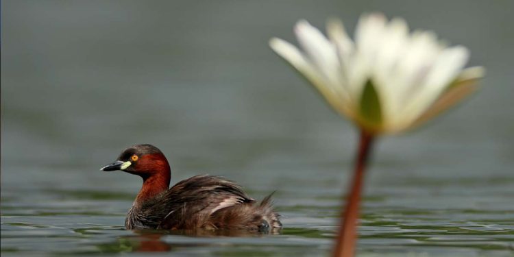 The Tropical Belt Climate Ambition Plan: Paving the Road Ahead for Climate Action in Sri Lanka