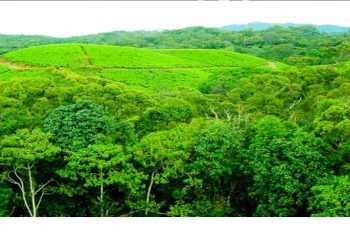 PA calls for urgent reforms on sustainable commercial forestry management to offset looming fuelwood shortage I Sri Lanka Latest News