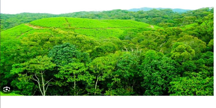 PA calls for urgent reforms on sustainable commercial forestry management to offset looming fuelwood shortage I Sri Lanka Latest News