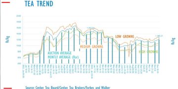Tea prices in Sri Lanka fall by 18 per cent in 2023 I Sri Lanka Latest News