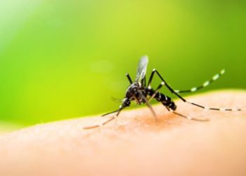 Dengue fever spreads swiftly! 71 high-spread areas have been identified! Intensive anti-spread programme beginning on the seventh! I Sri Lanka Latest News