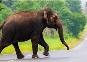 470 people and 191 elephants! Heavy damage to both sides! Sri Lanka Latest News