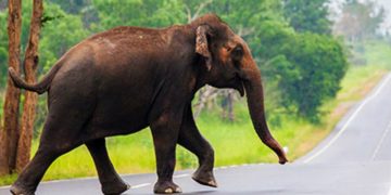 470 people and 191 elephants! Heavy damage to both sides! Sri Lanka Latest News