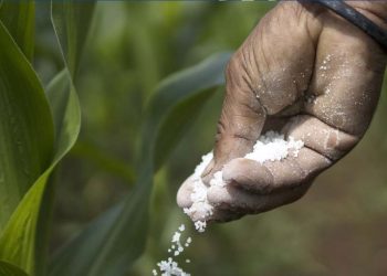 Sri Lanka overpaid an Indian fertiliser company in 2021: audit report I Sri Lanka Latest News