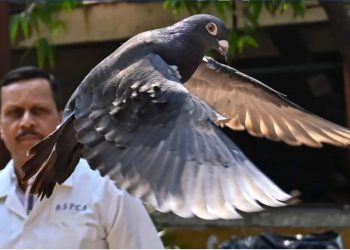 Pigeon suspected of spying for China released in India after PETA intervention, group says I Sri Lanka Latest News