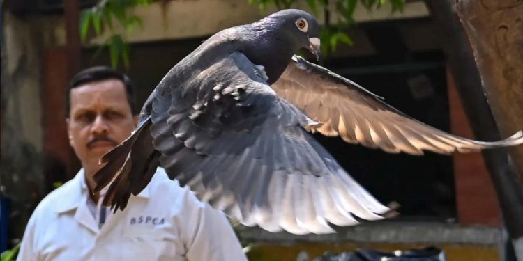 Pigeon suspected of spying for China released in India after PETA intervention, group says I Sri Lanka Latest News