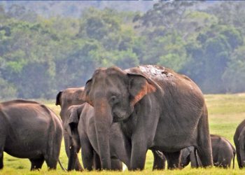 Man-animal encounters contribute to the extinction of Sri Lankan elephants – I Sri Lanka Latest News