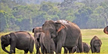 Man-animal encounters contribute to the extinction of Sri Lankan elephants – I Sri Lanka Latest News