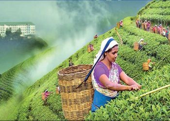 Negative start for tea production in 2024