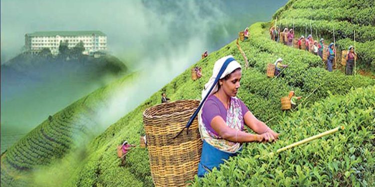Negative start for tea production in 2024