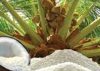 VAT 18 shutting down Sri Lanka’s coconut industry