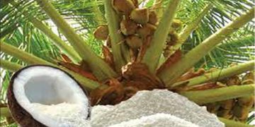 VAT 18 shutting down Sri Lanka’s coconut industry