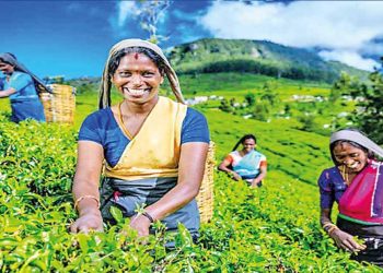 Sri Lanka’s January Tea Production Shows Modest 2.13% Growth