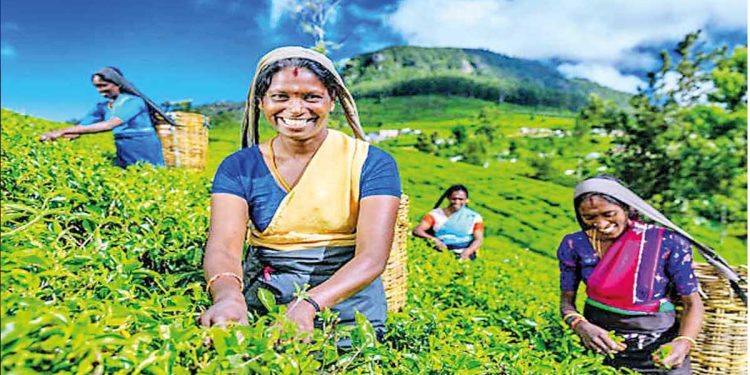 Sri Lanka’s January Tea Production Shows Modest 2.13% Growth