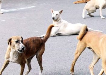 Alarming Surge in stray Dog Population: Urgent Action NeededI Sri Lanka Latest News
