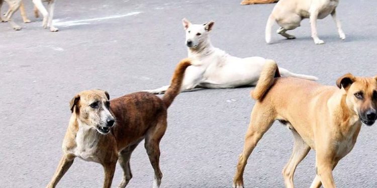 Alarming Surge in stray Dog Population: Urgent Action NeededI Sri Lanka Latest News