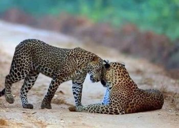 Protect, Don’t Destroy! Wilpattu Hosts the Highest Tiger Population in Asia, A Source of National Pride!” – Sri Lanka Latest News