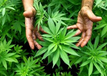 Thailand bans recreational cannabis use which was legalised in 2022 I Sri Lanka Latest News