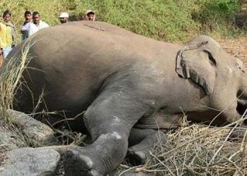 Vavuniya: Grim Reality Revealed as Elephant Graveyard; Sri Lanka Latest News Unveils Tragic Situation