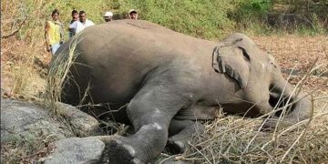 Vavuniya: Grim Reality Revealed as Elephant Graveyard; Sri Lanka Latest News Unveils Tragic Situation