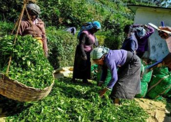 Minimum wage: Estate workers demand increase to Rs. 2,000