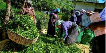 Minimum wage: Estate workers demand increase to Rs. 2,000
