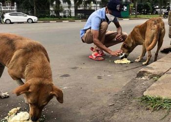 Vets slam state minister’s claim on stray dog numbers