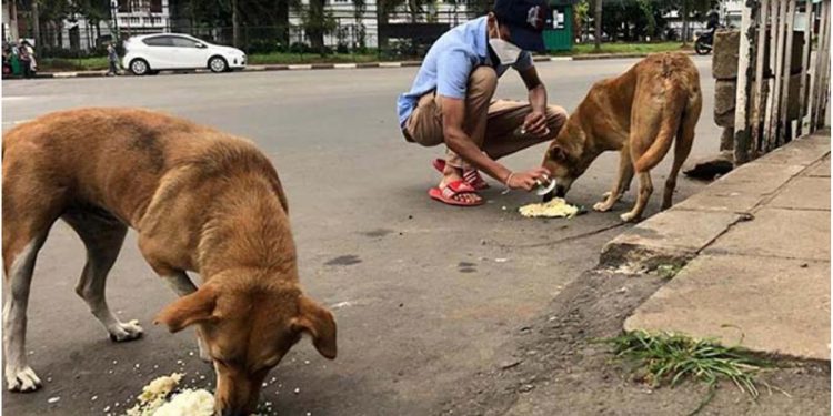 Vets slam state minister’s claim on stray dog numbers