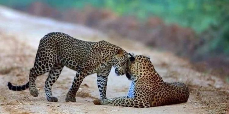 Wilpattu Wildlife Sanctuary Achieves Super Record: Sri Lanka’s Latest News