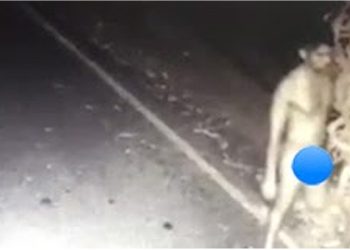 Scare at Vavuniya University Women’s Hostel: Students Flee as Half-Naked Intruder Sparks Alarm