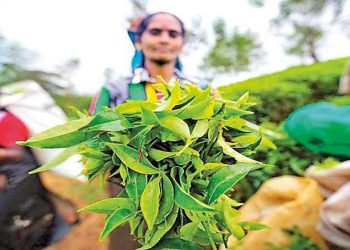 Colombo Tea Auction Sees Increased Supply Amidst Declining Demand This Week
