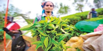 Colombo Tea Auction Sees Increased Supply Amidst Declining Demand This Week