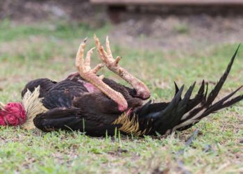 Rice Controversy: Expert Report Ordered as Chickens Die After Consuming Government-Issued Grain