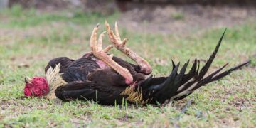 Rice Controversy: Expert Report Ordered as Chickens Die After Consuming Government-Issued Grain