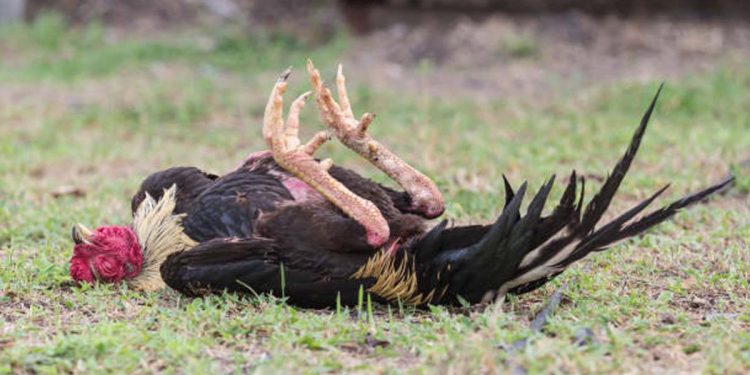 Rice Controversy: Expert Report Ordered as Chickens Die After Consuming Government-Issued Grain
