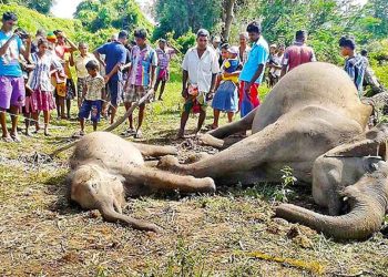Tragic Discovery: Seven Wild Elephants Found Dead in Handapanwila Lake, Polonnaruwa Flood Valley National Park