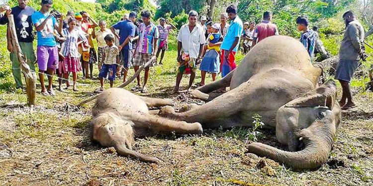 Tragic Discovery: Seven Wild Elephants Found Dead in Handapanwila Lake, Polonnaruwa Flood Valley National Park