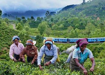 Estate Employers Set to Oppose Government’s 1700 Pay Gazette, Threatening Legal Action! Plantation Workers’ May Day Promise at Risk – Sri Lanka Latest News