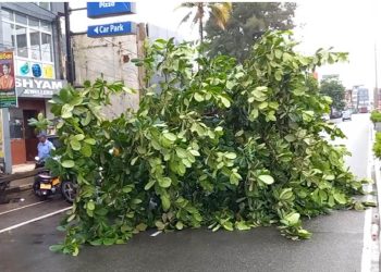 Colombo: 50 Trees Fall, Resulting in 6 Deaths – Sri Lanka Latest News