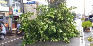 Colombo: 50 Trees Fall, Resulting in 6 Deaths – Sri Lanka Latest News