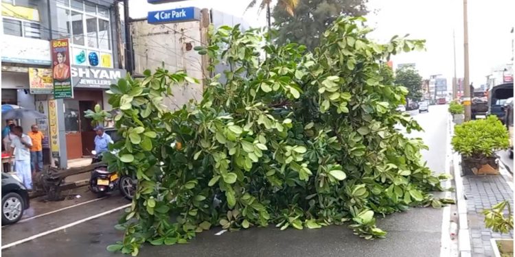 Colombo: 50 Trees Fall, Resulting in 6 Deaths – Sri Lanka Latest News