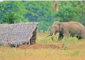 Human-Elephant Conflict: 2,000 CSD Officers Deployed to Maintain Elephant Fences