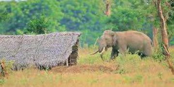 Human-Elephant Conflict: 2,000 CSD Officers Deployed to Maintain Elephant Fences