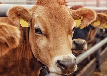 Legal Action to Be Filed Against Former MPs Over Alleged $11.9M Dairy Cattle Import Fraud