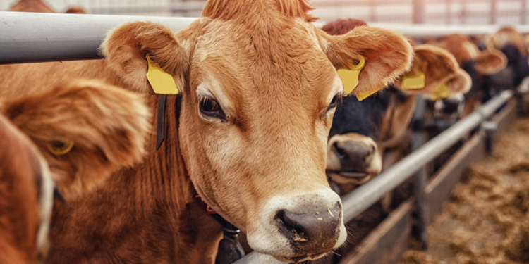 Legal Action to Be Filed Against Former MPs Over Alleged $11.9M Dairy Cattle Import Fraud