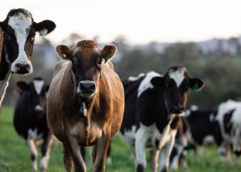 Ministry of Agriculture Calls for Immediate Investigation into International Cattle Theft in Sri Lanka