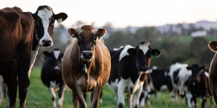 Ministry of Agriculture Calls for Immediate Investigation into International Cattle Theft in Sri Lanka