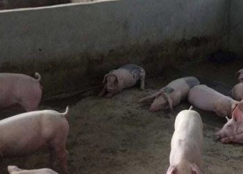 Authorities Uncover Diseased Pork Storage in Cold Facilities Ahead of Holiday Season in Ja-Ela and Surrounding Areas