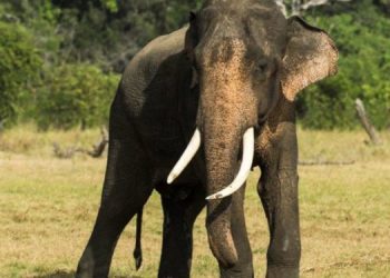 Supreme Court Halts Case on Unregistered Elephants, Takes Over Proceedings from Colombo Magistrate’s Court