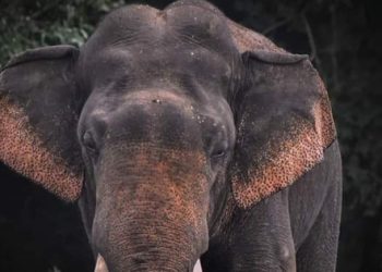 Iconic Elephant Deegadantu-01 Dies of Heart Attack After Electric Shock in Kala Wewa Reserve